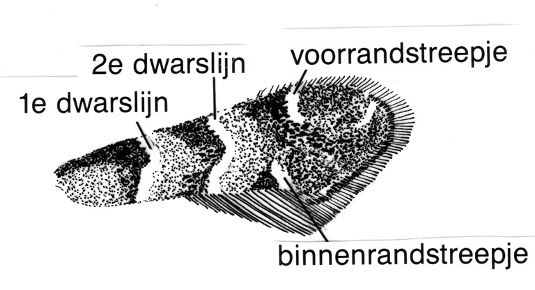 Voorvleugel van Phyllonorycter trifasciella (Gracillariidae).